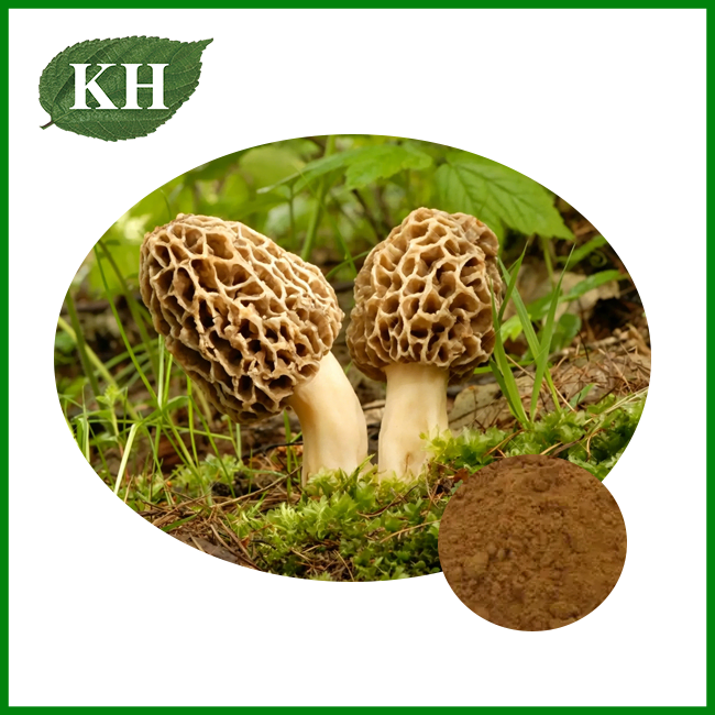 Morchella Mushroom Extract